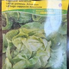 Kopfsalat 2026-03-19 14.32.